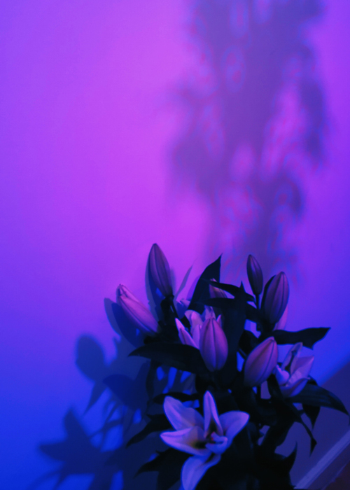 flores estrenimiento y biodescodificacion