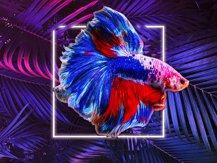 pez neon hojas biodescodificacion vitiligo marcas shocks