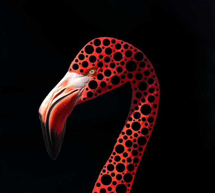 flamingo-4734139_1280 biodescodificacion de dolor de garganta