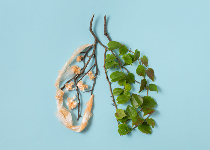 foto artistica naturaleza hojas vivas y secas representa biodescodificacion de pulmones