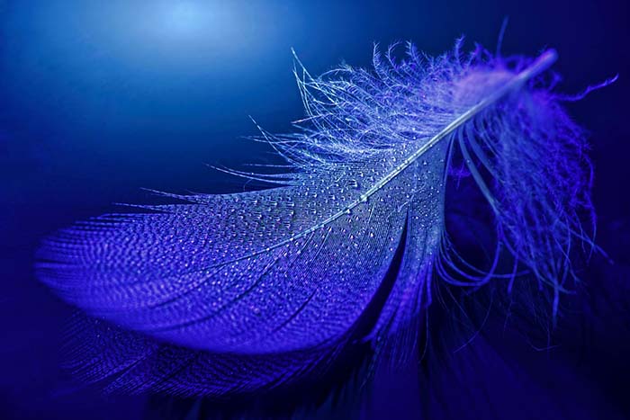 tonos neon en pluma azul biodescodificacion mentira